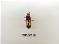 藏品(黃胸錐腹蜾蠃)的圖片